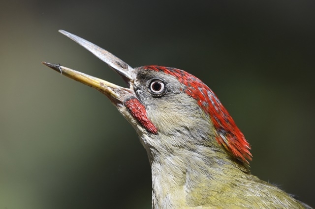 Fotografies: ENRIC PÀMIES