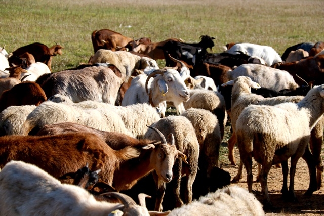 ARNAU MARTÍNEZ / ACN