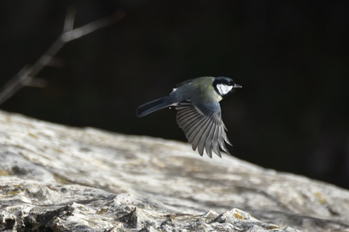 02 mallerenga carbonera