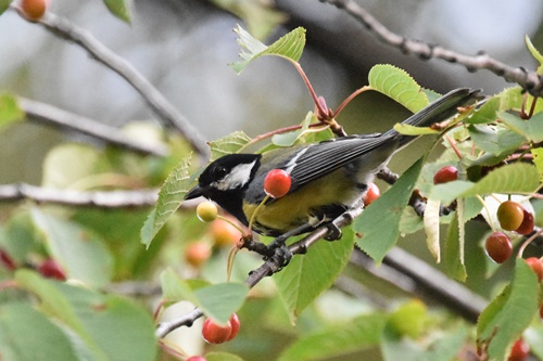 03 mallerenga carbonera