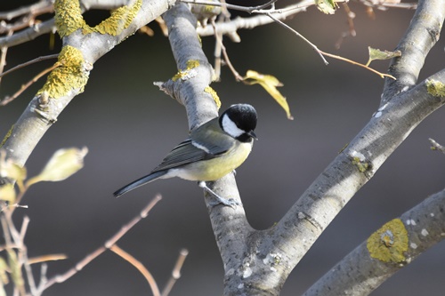 04 mallerenga carbonera