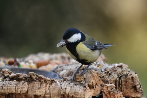 05 mallerenga carbonera