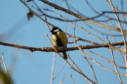 06 mallerenga carbonera