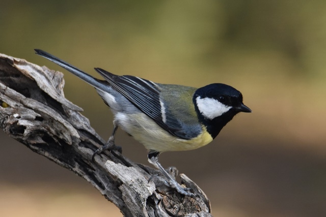 Fotografies: ENRIC PÀMIES