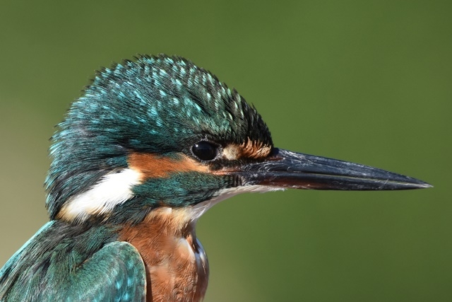 Fotografies: ENRIC PÀMIES