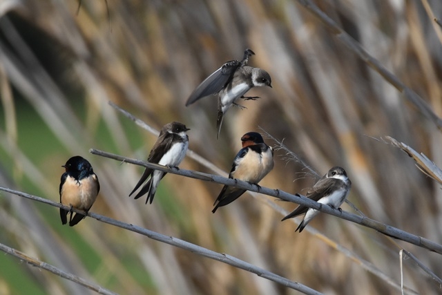 Fotografies: ENRIC PÀMIES