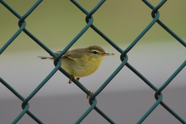 Fotografies: ENRIC PÀMIES