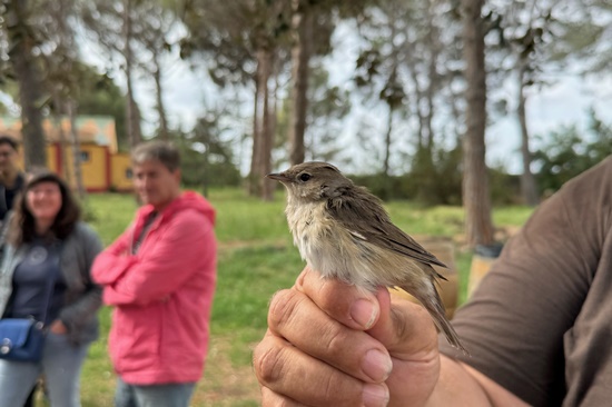 Festa dels falciots 3