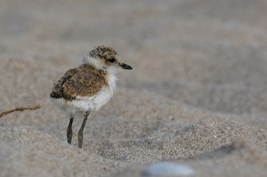 Festa dels falciots 4