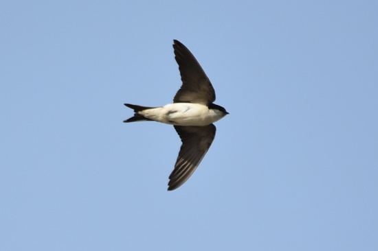 02 oreneta cuablanca