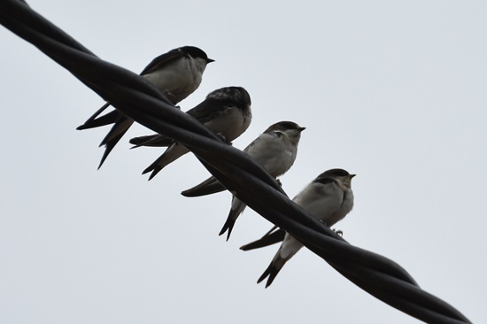 03 oreneta cuablanca