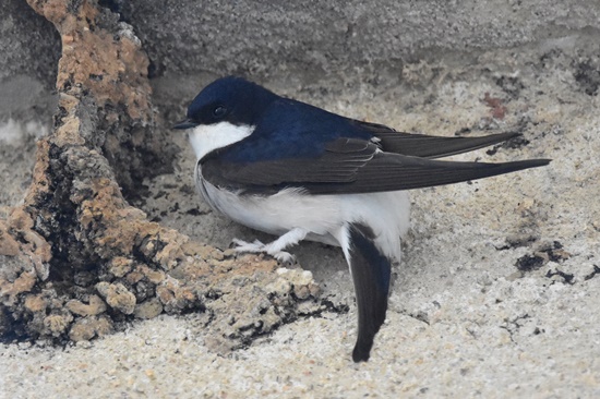 04 oreneta cuablanca