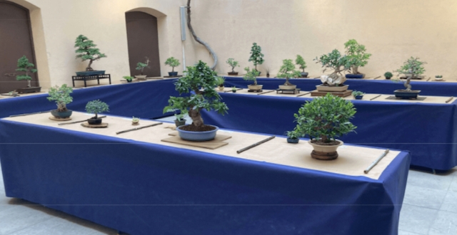 ASSOCIACIÓ BONSAI TARRAGONA