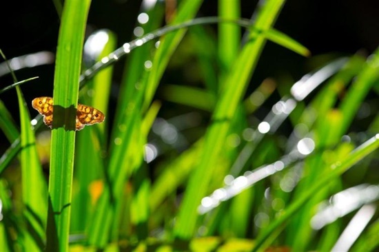 flora i fauna Albereda