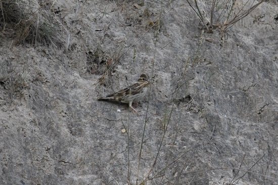 Fotografies: ENRIC PÀMIES