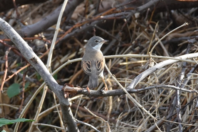 Fotografies: ENRIC PÀMIES