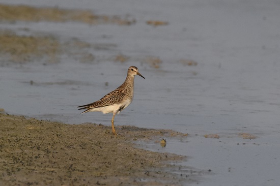 05 Delta Birding