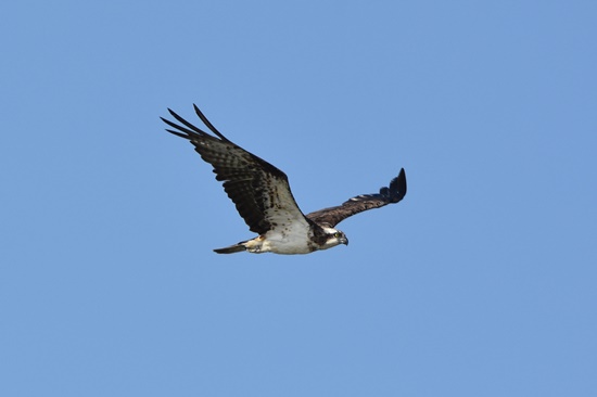06 Delta Birding