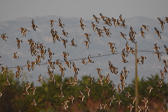 07 Delta Birding