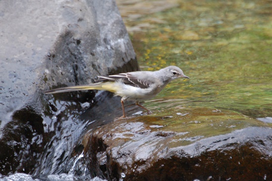 03 cuereta torrentera