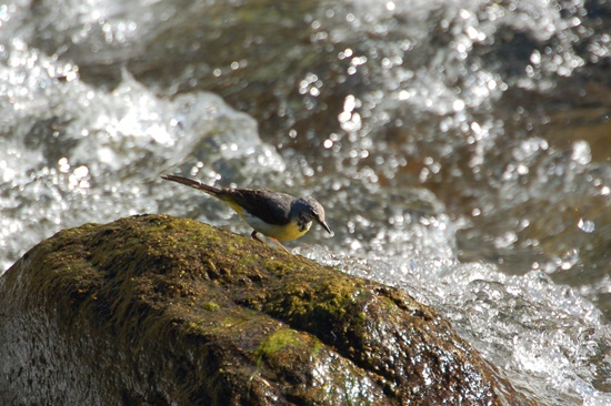 05 cuereta torrentera