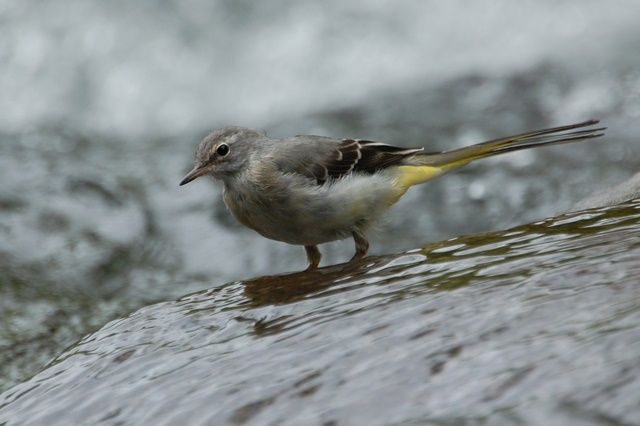 Fotografies: ENRIC PÀMIES