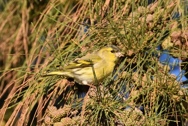 Fotografies: Enric Pàmies