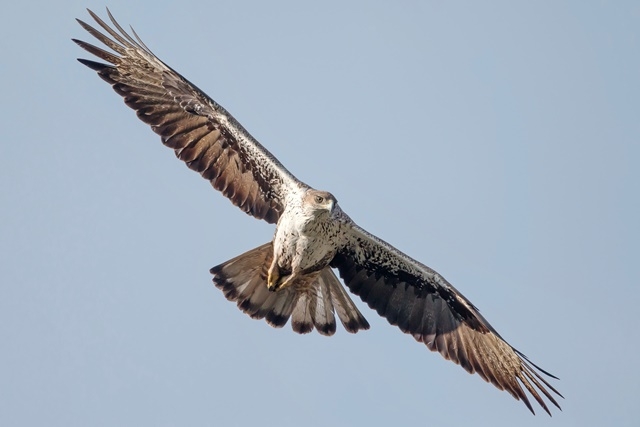 VICENT PELLICER - ICRA