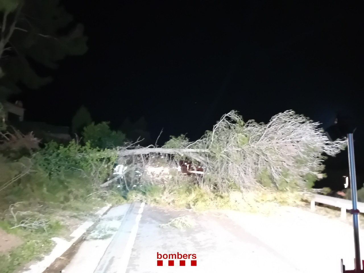 Arbre Caigut A Gelida - InfoCamp