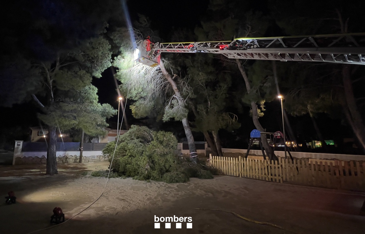 Arbre Caigut Miami Vent Nit Bombers - InfoCamp