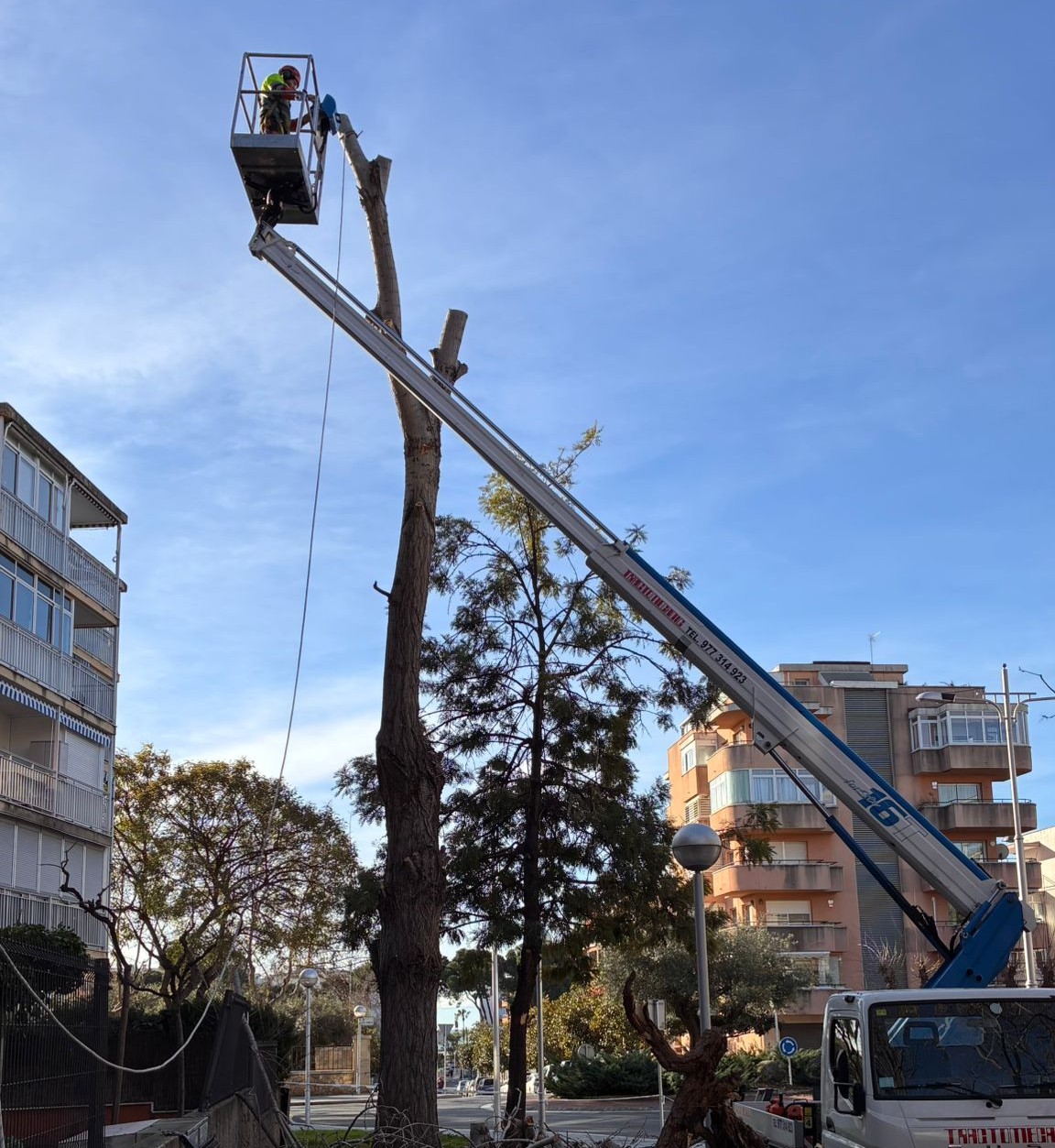 manteniment arbrat salou