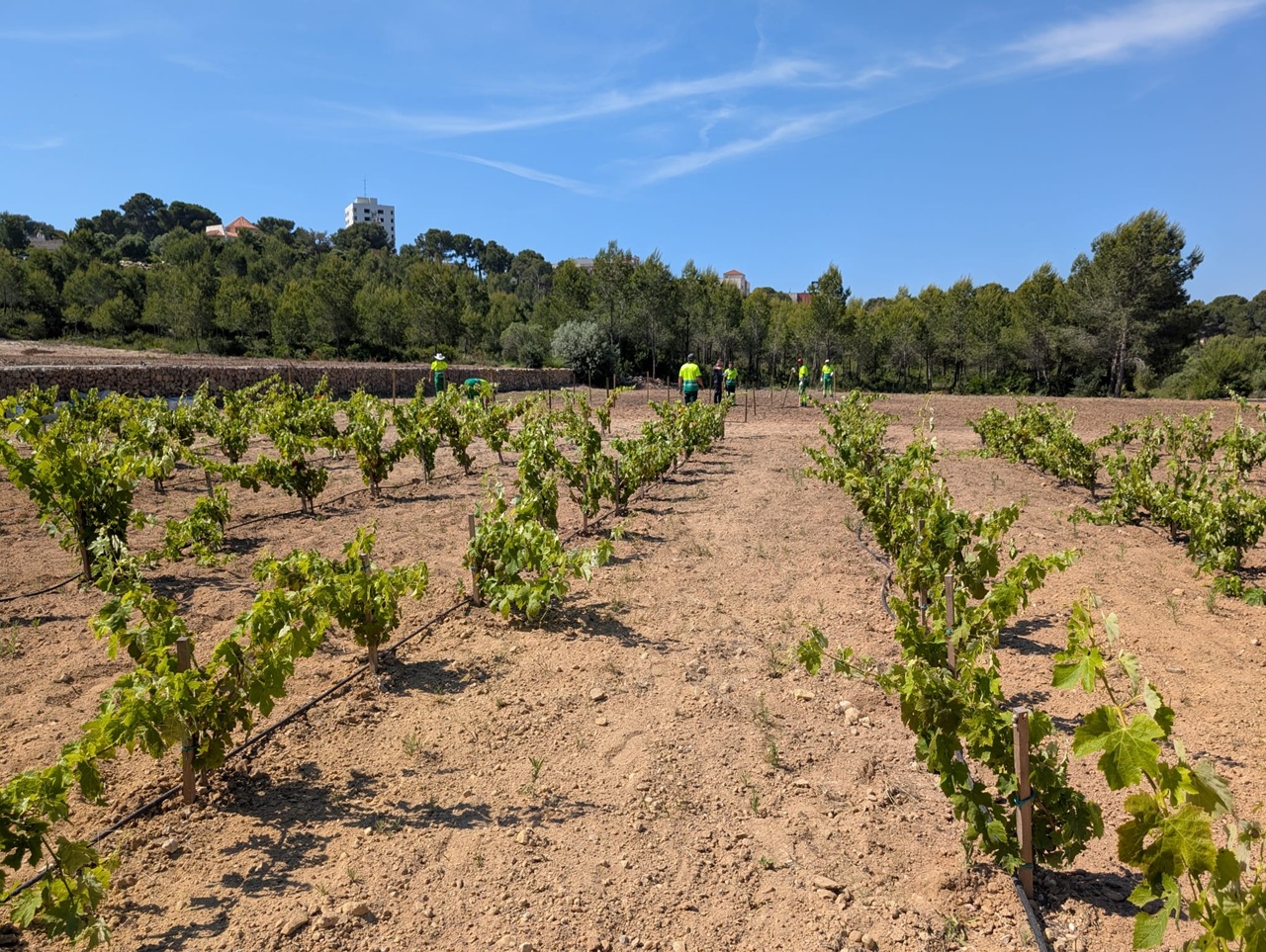 pàmpol pla del maset salou