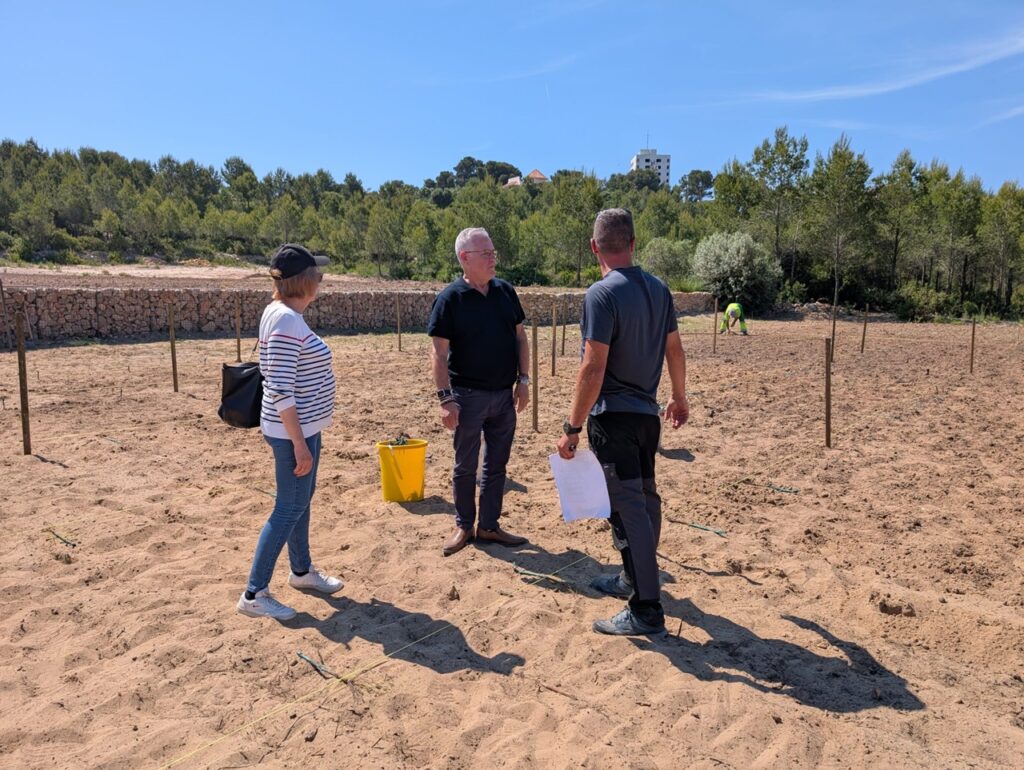 projecte recuperació vinya pla del maset