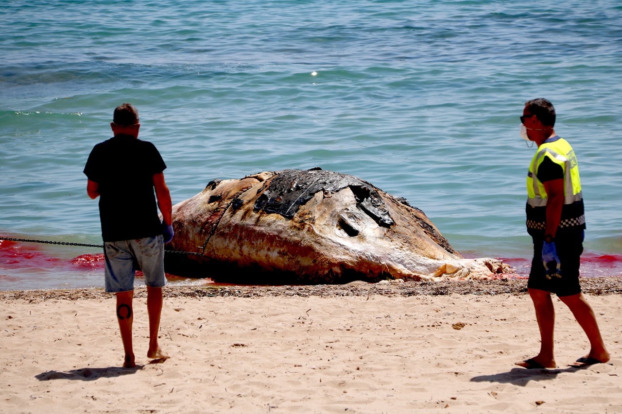 balena morta platja almadrava