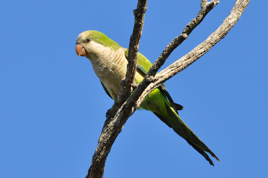 cotorra argentina